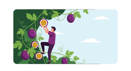 Man Harvesting Passion Fruit Graphic Showing Agricultural Scene, Healthy Eating, And Nature