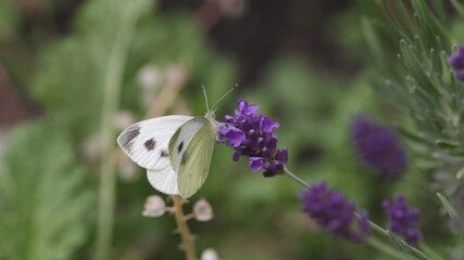 a small cabbage white butterfly (Pieris rapae) on a blue blossom of the true lavender (Lavandula angustifolia) searching for nectar
