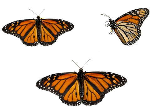 Three monarch butterflies in various poses isolated on transparent background - Powered by Adobe