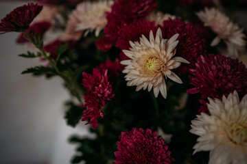 Dramatic close-up of white and deep red chrysanthemums (mums) with moody lighting and soft focus, conveying feelings of autumn, elegance, memory, and sympathy