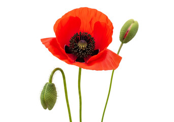 Obraz premium Vibrant red poppy flower with two buds isolated on transparent background