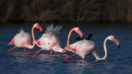 Pink flamingo of the circeo national park	
