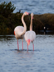 Pink flamingo of the circeo national park	
