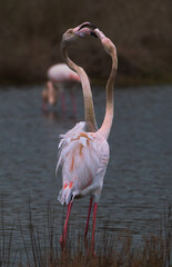 Pink flamingo of the circeo national park	
