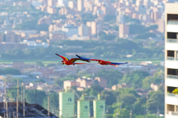 Front view of 2 wild flying macaws above the city of Medellin in the background. Illustration of tourism in Medellin, colombia.