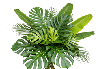 Tropical green leaf arrangement isolated on transparent background