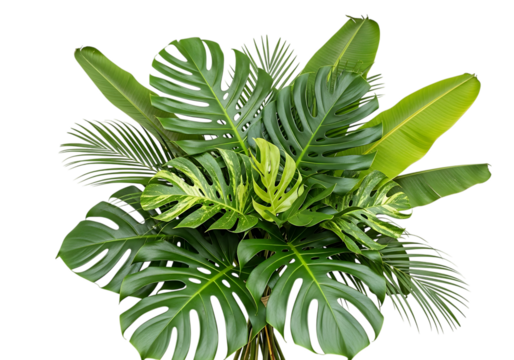 Tropical green leaf arrangement isolated on transparent background