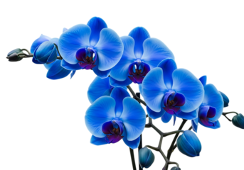 Vibrant blue orchid flowers isolated on transparent background