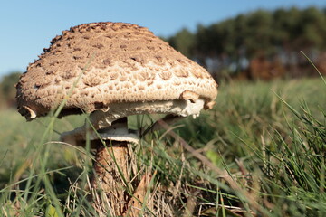 Grzyb kania na polanie