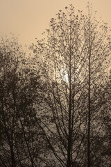 Poranna mgła nad łąką 