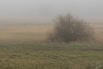 Poranna mgła nad łąką 
