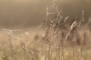 Krople rosy w porannym słońcu