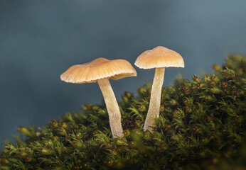 Delicate Orange Mushrooms Rising From Lush Moss in a Quiet Forest Scene