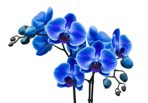 Vibrant blue orchid flowers isolated on transparent background