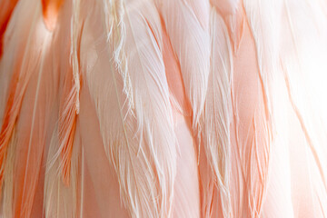 Pale pink Flamingo feathers texture background, pattern, close up.