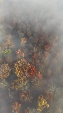 Aerial drone footage (vertical format) of flight over gorgeous foggy autumnal woodland at sunrise