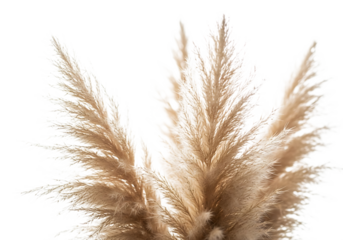 Close up of fluffy pampas grass plumes isolated on transparent background