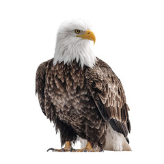 Obraz premium Png of captivating bald eagle gazing intently, isolated on transparent background, showcasing its striking features and regal demeanor