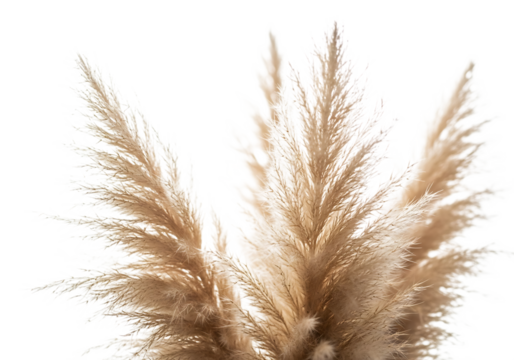 Close up of fluffy pampas grass plumes isolated on transparent background