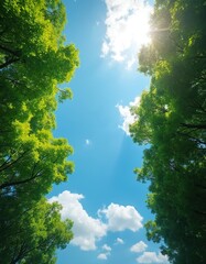 Obraz premium View upwards of trees with green leaves against sky background. Bright sunlight shines through foliage. Blue sky covered by white clouds. Summer nature scene.