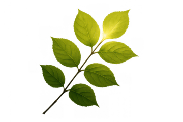 Green leaves on a branch basking in natural sunlight, symbolizing growth, renewal, and a fresh environment on a transparent background