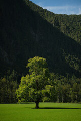 A solitary tree stands in a lush green meadow, backed by a towering, densely forested mountain. Nature's contrast between open space and the forest creates a sense of serenity.