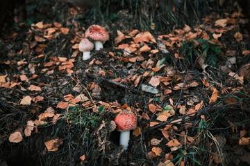 Amanita muscaria mushrooms surrounded by fallen leaves in a forest setting. The focus is on the natural beauty and subtle colors of the autumn season. Ideal for nature-themed projects. 175 char.
