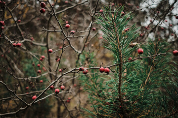 Autumnal still life featuring a young evergreen against a backdrop of bare branches laden with red berries. Moody lighting adds depth to this nature scene. 176 characters.