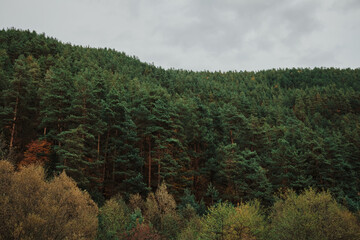 Lush green forest landscape under an overcast sky. A hillside densely covered with evergreen trees creates a serene natural scene. Great for backgrounds or nature themes. 

