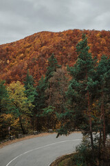 Scenic autumn drive with colorful foliage. Road winds through a forest of vibrant trees in fall colors against a cloudy sky, perfect for travel and seasonal themes.