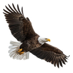 Fototapeta premium Png of powerful bald eagle soaring, wings spread, isolated on transparent background, representing the spirit of the wilderness