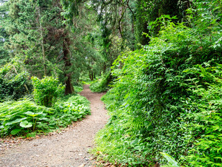 Obraz premium path between trees in Batumi Botanical Garden