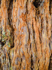 trunk of sequoia tree in Batumi Botanical Garden