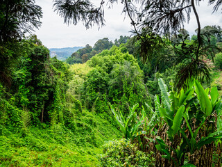 lush tropical forest in Batumi Botanical Garden