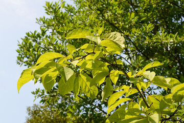 Ehretia acuminata var obovata, a deciduous tall tree species of the Boraginaceae family, growing up to 15 meters, blooming with white flowers in summer and bearing brown fruits in autumn. 