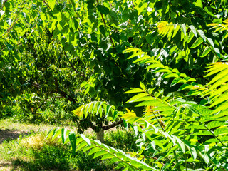 Fototapete bei efototapeten.de bestellen   