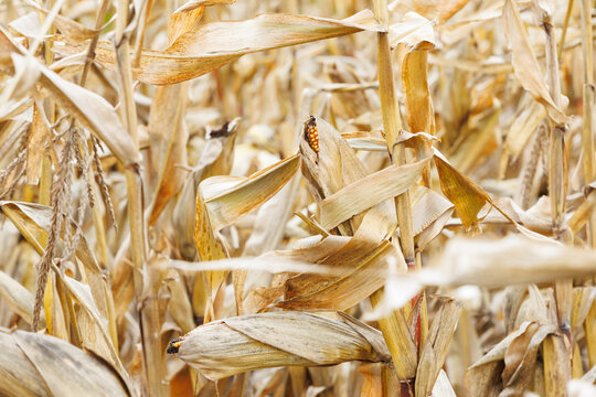 Ripe corn ear with golden kernels on the stalk. Mature maize ear glowing in warm autumn light.
