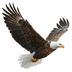 Obraz premium Png of bald eagle in flight, isolated on transparent background, showcasing its impressive wingspan and keen eyesight