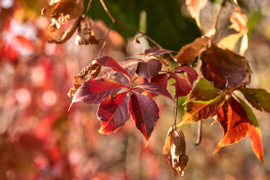 Rich red leaves shining in autumn sunlight - Powered by Adobe