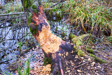 Marks of beaver on a tree by Jønsrudtjernet Lake, Ringsaker, Norway.