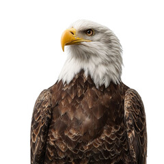 Obraz premium Png of majestic bald eagle portrait isolated on transparent background, showcasing its powerful gaze and impressive plumage