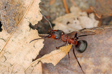 Southern wood ants, Formica rufa. Common, beneficial insects in European forests.
