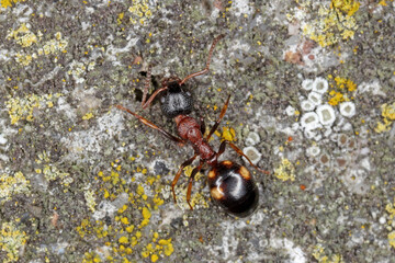 Ant, Dolichoderus quadripunctatus, walking on brick fence.