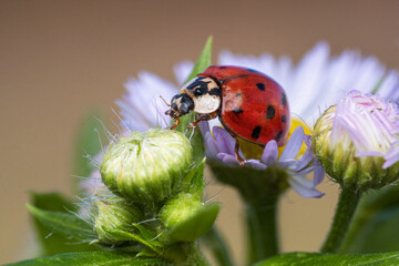 Red Ladybug On Purple Flower Bud In Sunlit Garden
