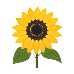 2D flat vector illustration of Sunflower, clean and minimal icon style, isolated on white background.