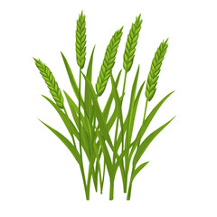 Flat 2D vector illustration of Wheatgrass, simple icon style on a clean white background.