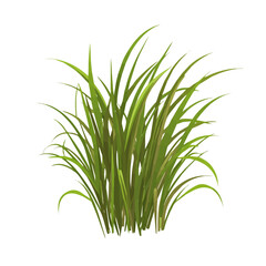2D flat vector illustration of Vetiver, clean and minimal icon style, isolated on white background.