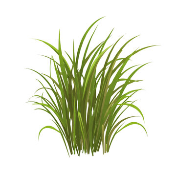 2D flat vector illustration of Vetiver, clean and minimal icon style, isolated on white background.