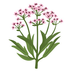 Valerian, modern 2D flat vector illustration in icon style, isolated on pure white background.