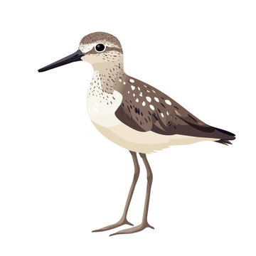 Minimal 2D vector illustration of Sandpiper in flat icon style on a plain white background.